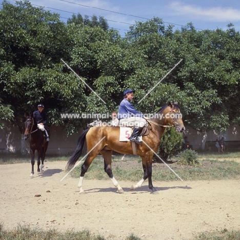 akhal tekes with lady jockeys at racecourse