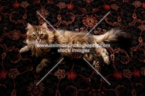 Domestic longhair cat at home, lying on carpet