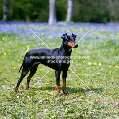 champion manchester terrier on grass