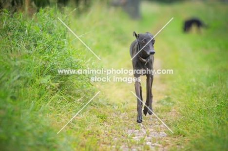 black italian greyhound walking in a field