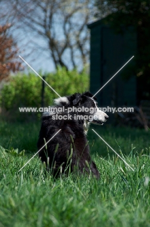 Border Collie, back view