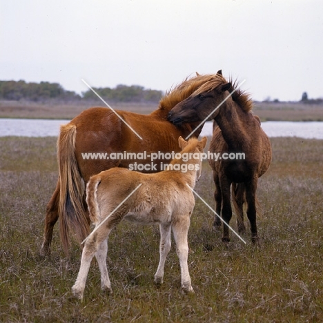 Chincoteague ponies grooming each other on assateague island