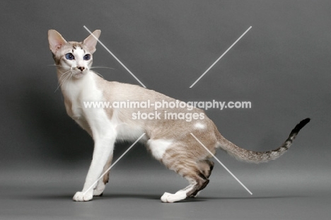 Siamese cat sitting on grey background, seal lynx point & white