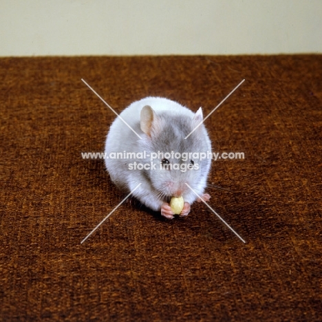 blue hamster eating a peanut