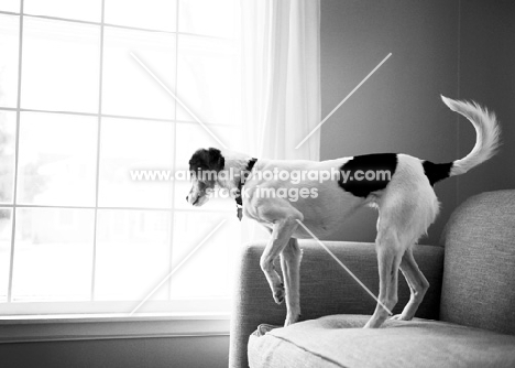 Beagle Mix standing on couch, looking out window.