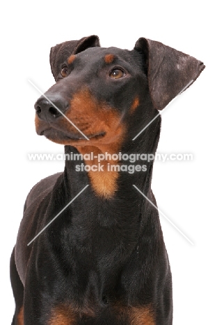 Manchester terrier in studio, portrait