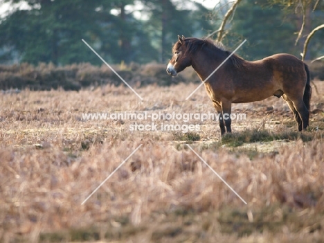 wild Exmoor Pony