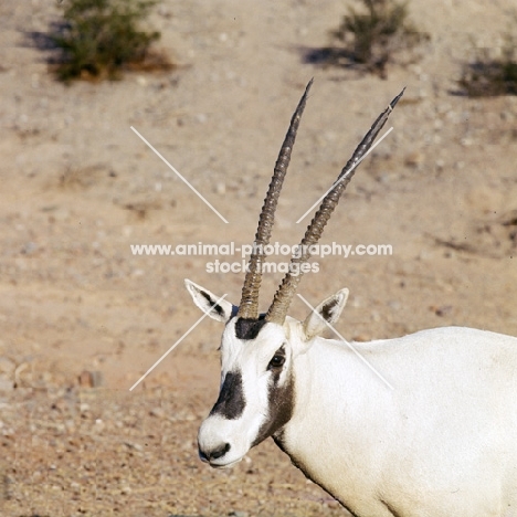 arabian oryx in phoenix zoo, portrait