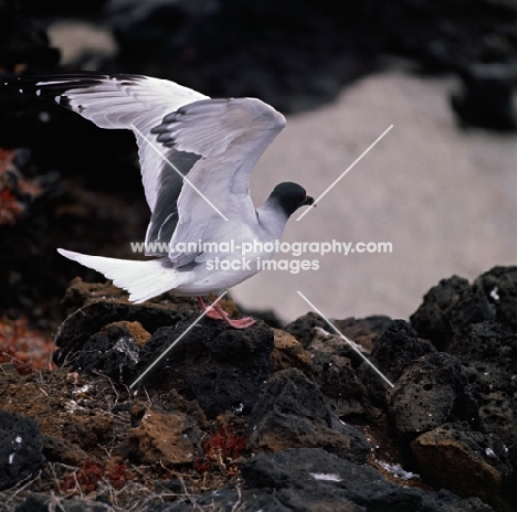 swallow tailed gull landing on lava, champion island, galapagos 