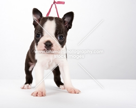 Boston Terrier puppy, front view
