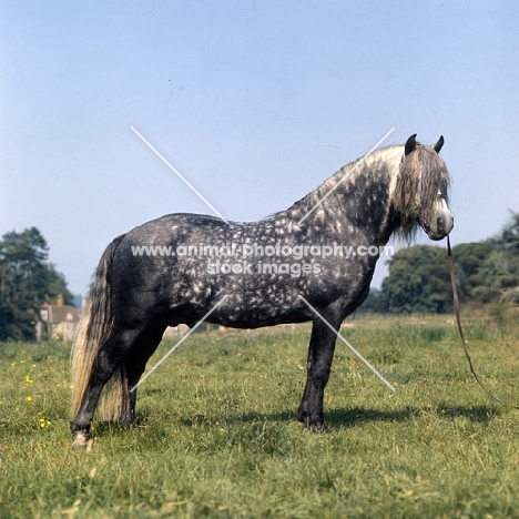 Macnamara, Connemara stallion in his young days
