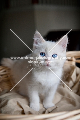 white kitten sitting in basket