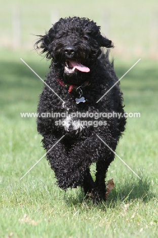 Barbet, running