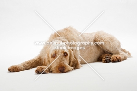 tired Goldendoodle