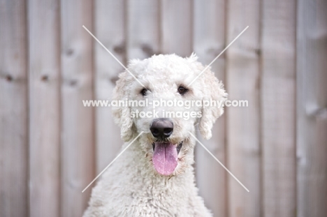 white standard Poodle in front of fence