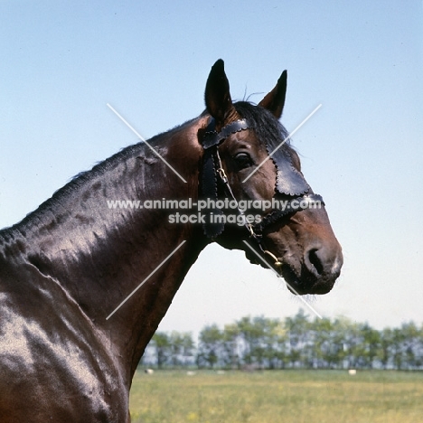 Furioso 11, Furioso stallion head study at Apaj stud, Kiskunsag State Farm