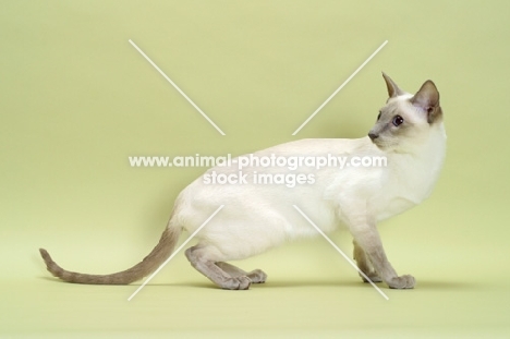 lilac point Siamese cat looking back