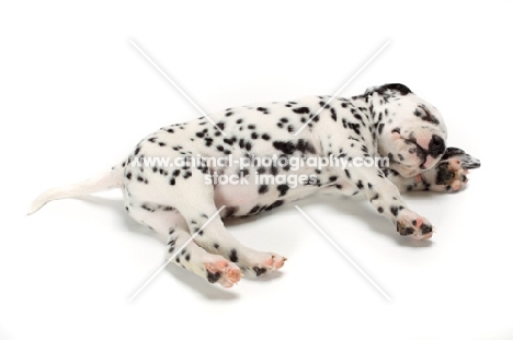 Damatian puppy asleep on white background