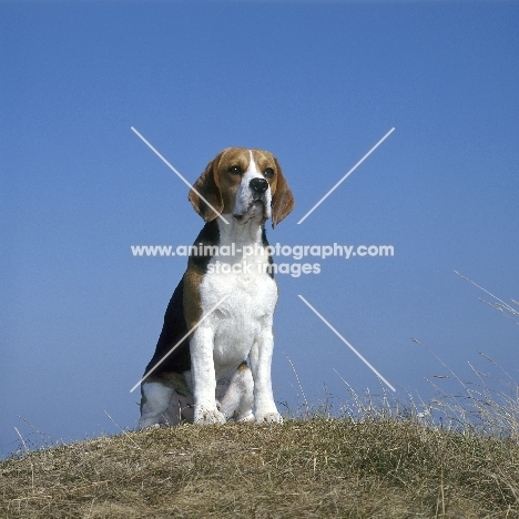 champion beagle sitting on grass on raised ground