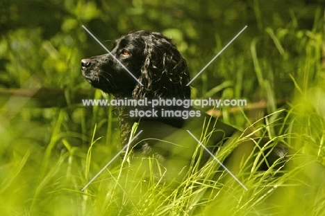 alert English Cocker Spaniel in high grass