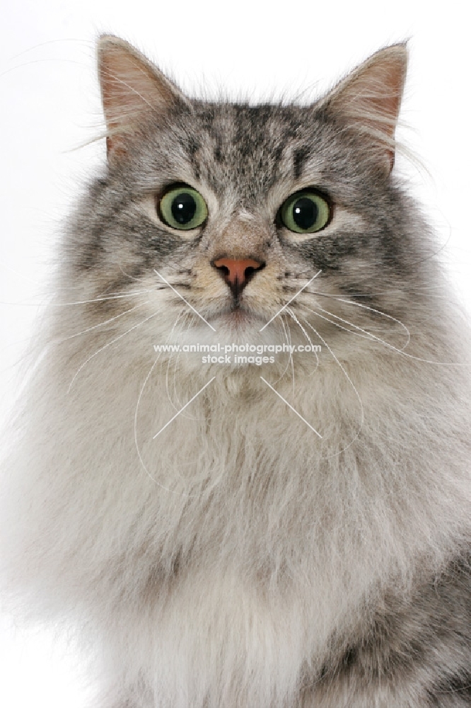 Silver Mackerel Tabby & White Norwegian Forest cat