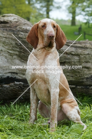 proud Bracco Italiano