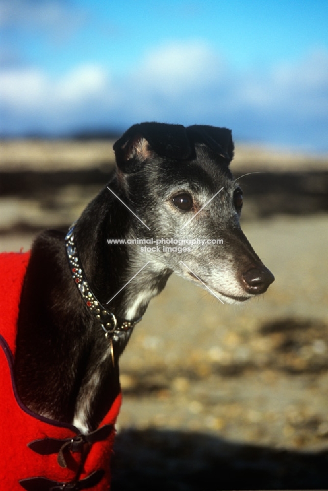 old, rescued, retired racing greyhound in jewelled collar wearing a coat