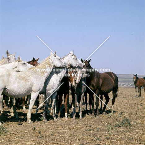 taboon of tersk mares & foals at stavropol stud, russia