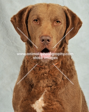 Chesapeake Bay Retriever head study