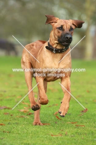 Rhodesian Ridgeback, running