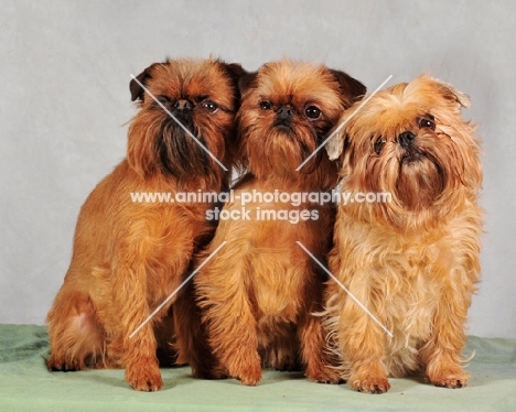 three Griffon Bruxellois dogs