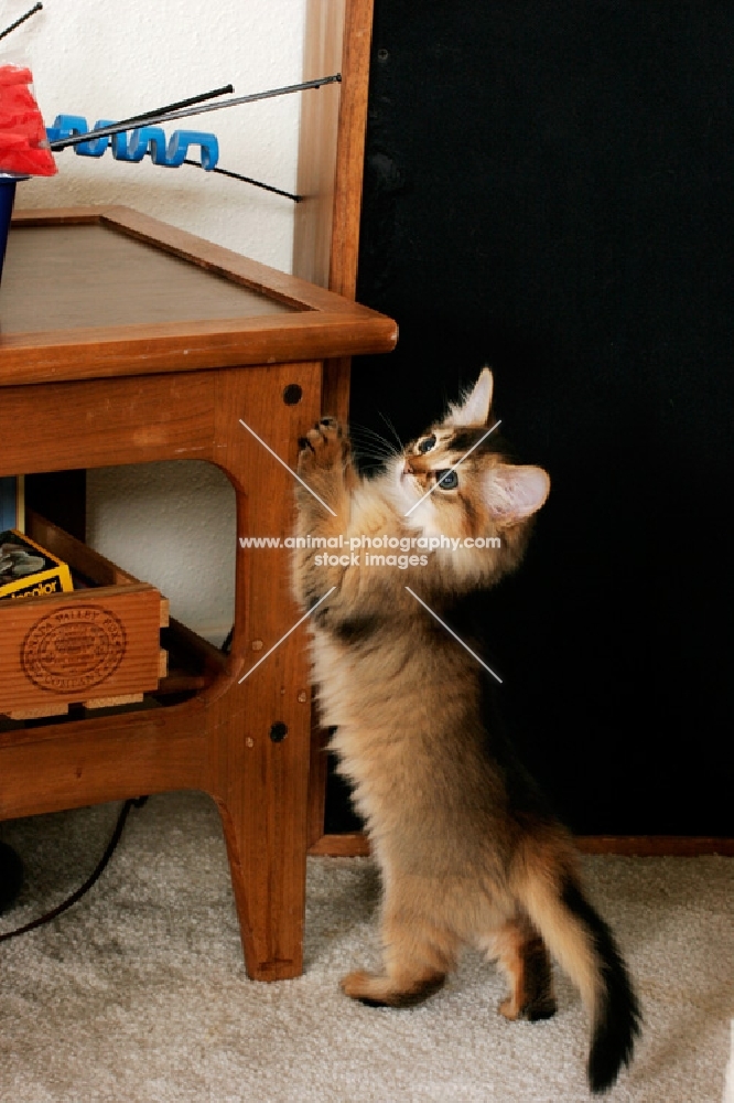 somali kitten scratching table