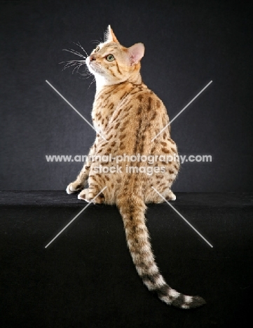 Bengal on dark gray background