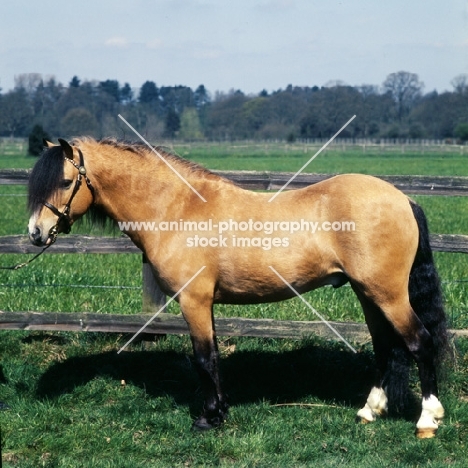 dan y lan bumble bee, welsh mountain pony 