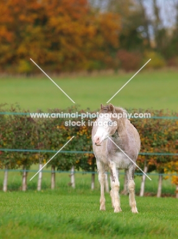 young Welsh Mountain Pony