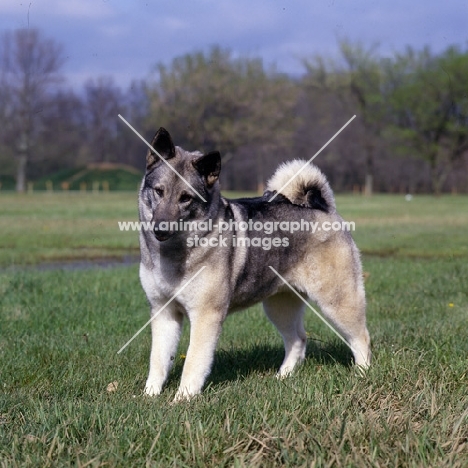  am ch eagle's celestial charm norwegian elkhound standing in a field