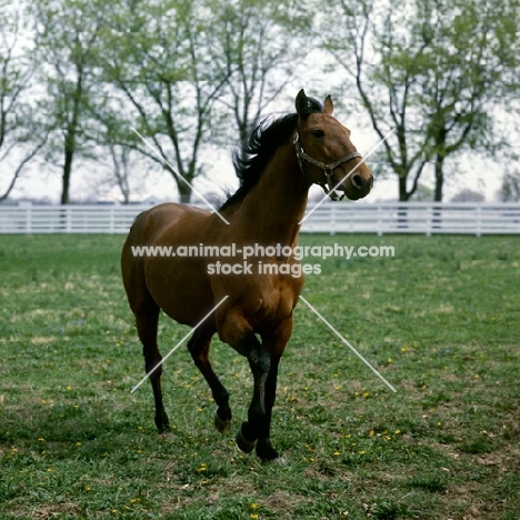 high ideal, standardbred, first son of bret hanover, trotting towards camera at almahurst farm kentucky