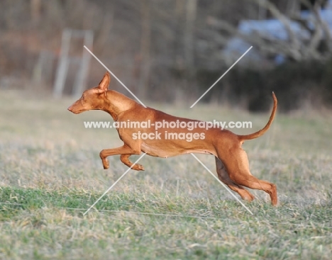 Pharaoh Hound in motion