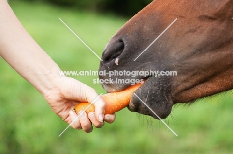 feeding a carrot