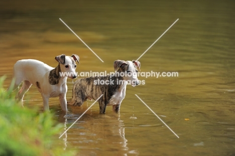 two young Whippets in water