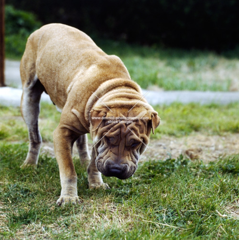 shar pei sniffing