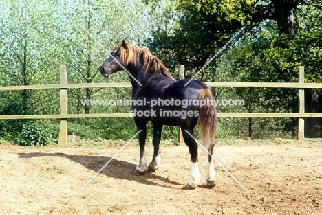 welsh cobs sec d stallion 