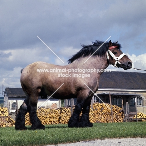  Avenir de Latour, Ardennais stallion