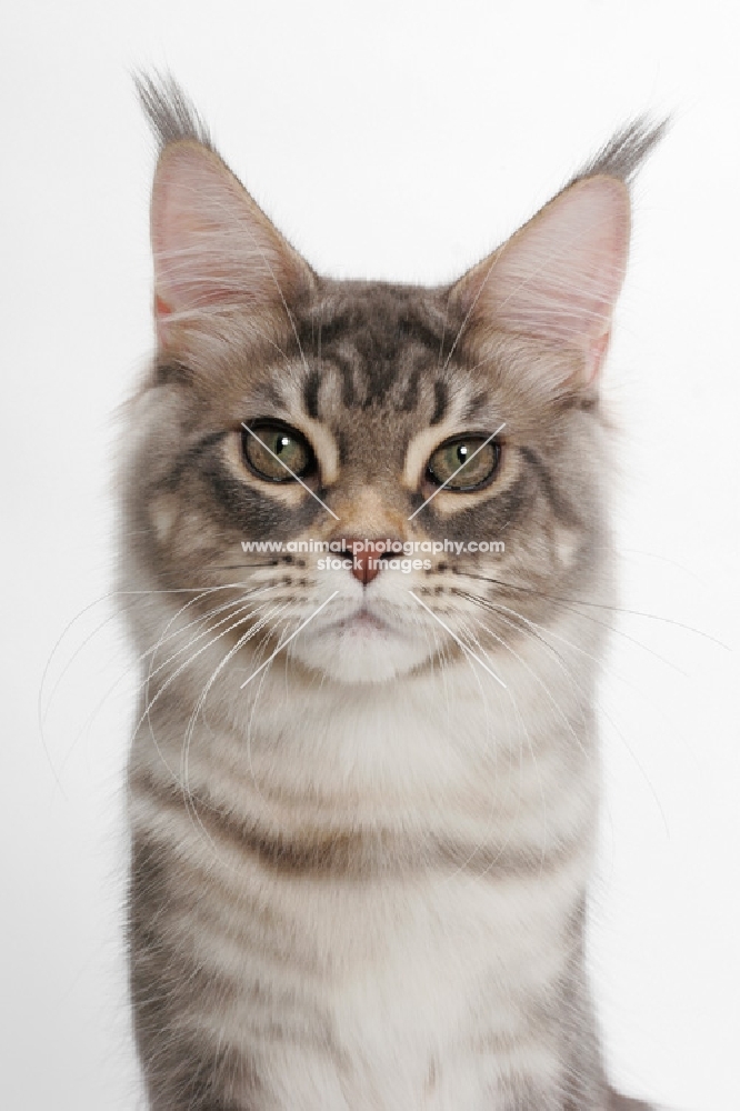 Blue Silver Classic Tabby Maine Coon