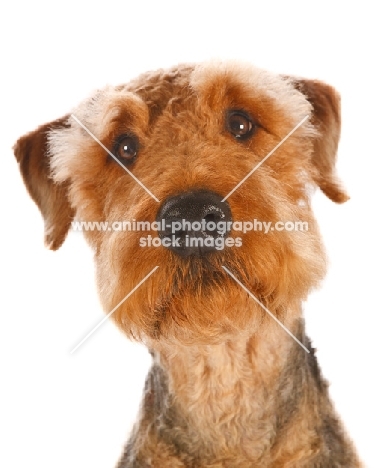 Airedale Terrier begging