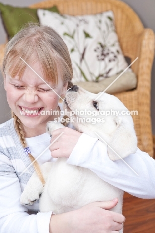 Labrador puppy licking girl