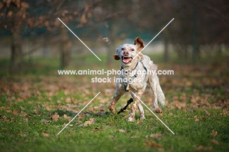 happy orange belton setter playing with toy in a park