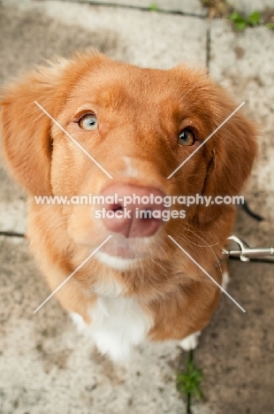 Nova Scotia Duck Tolling Retriever close up