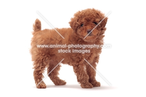 apricot coloured Toy Poodle puppy standing on white background
