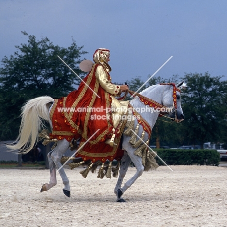 Arab USA horse, rider in Arabian native costume